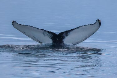 0947024E-B2E7-4766-A595-773E7CE2FD42_1_105_c