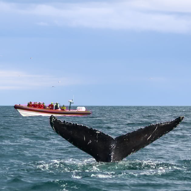 Express whale watching boat and humpback whale fluke
