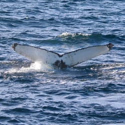 16A86E74-9AB3-4A4B-B838-1FCDA8053237_1_105_c