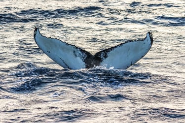 419396BE-A39C-4D79-870E-7638C7AF862F