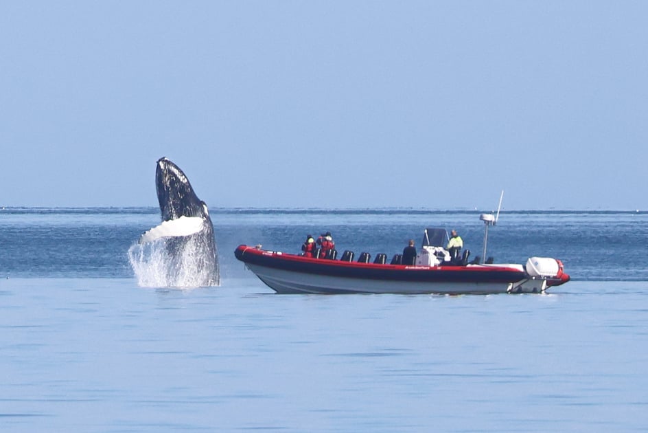 Breaching humpback whale close to our express whale watching boat