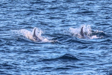 56E24191-6D03-44C5-AAED-5D0A83E67D47