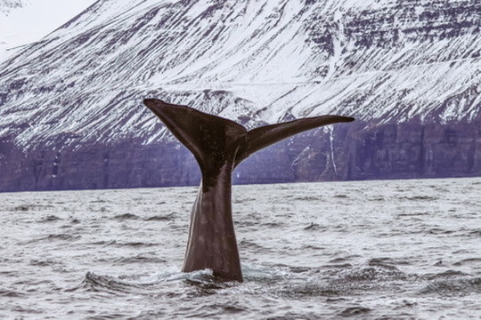 Sperm Whale in Dalvik north Iceland
