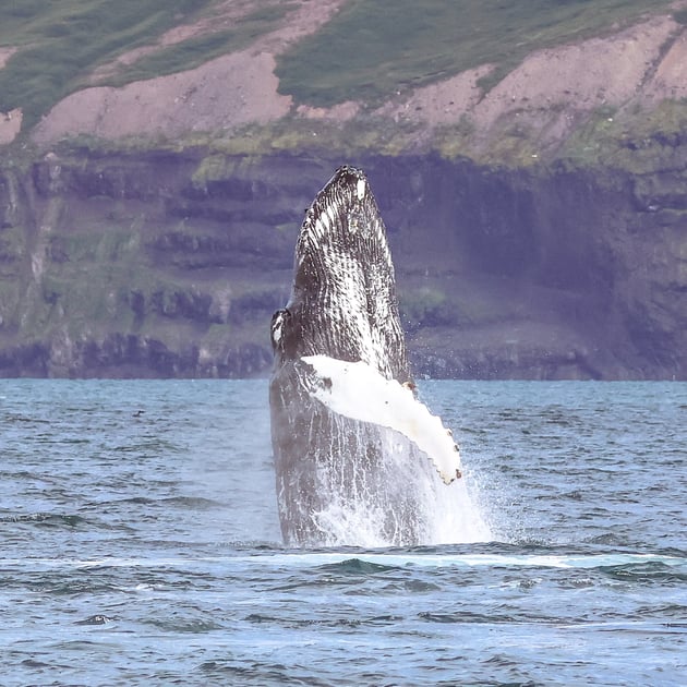 Breaching humpback whale in Dalvík Eyjafjörður north Iceland