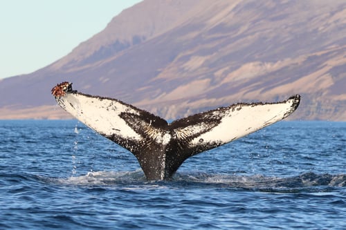 Beautiful humpback whale fluke