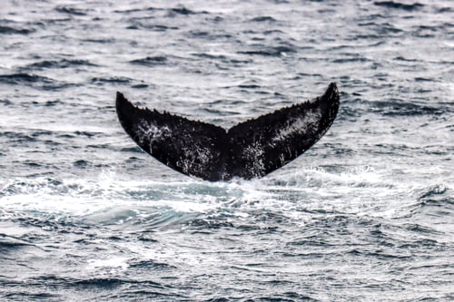 C0AE75B4-044D-4009-87AD-67B0BFB97C19