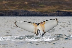 CEE1226E-4A15-47BF-8F52-A092D8A35646