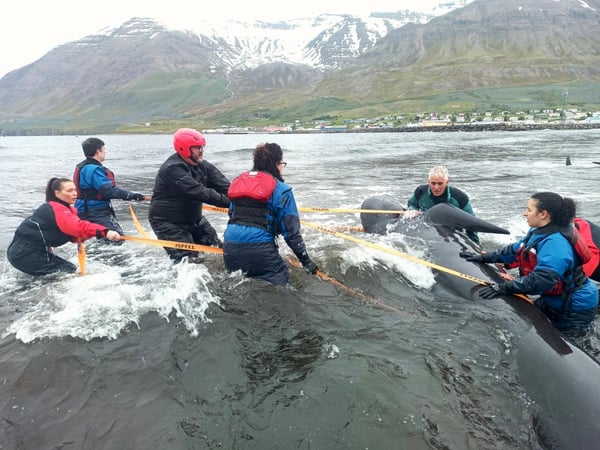 Coordinated teamwork in action: guiding a whale back to sea using rescue straps. Photo: Gísli Ingimundarson