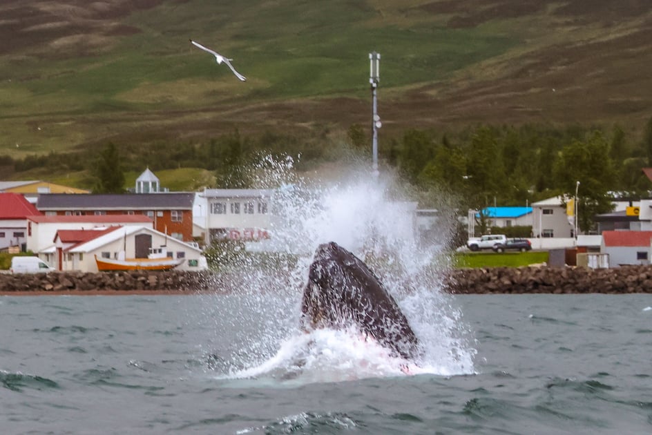 Humpback whale feeding with Dalvik and ticket office of Arctic Sea Tours in background