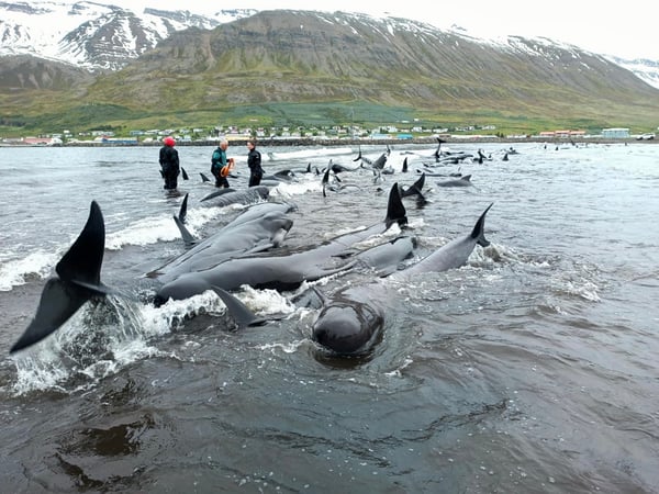 Dozens of long-finned pilot whales stranded in Ólafsfjörður as rescue teams begin their efforts. Photo: Gísli Ingimundarson