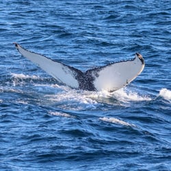 Humpback whale Ryder