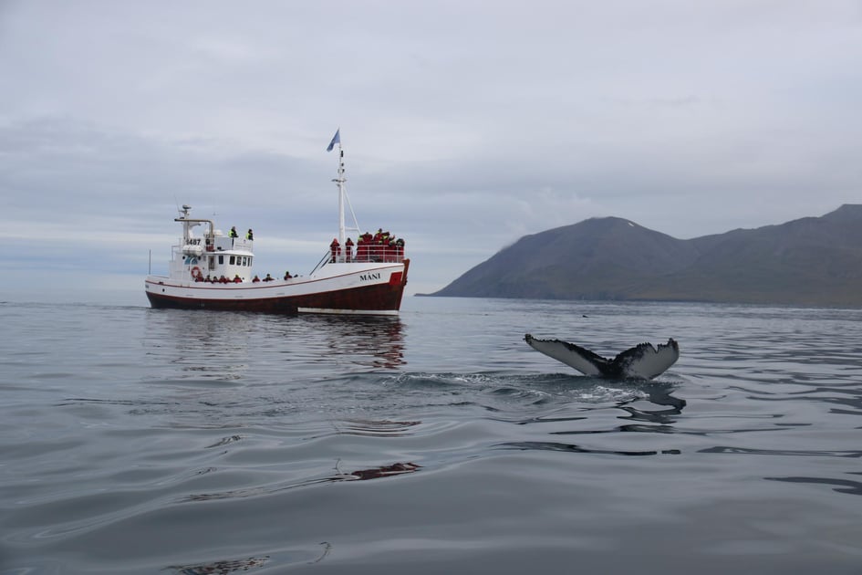 Mani the great whale watching vessel of Arctic Sea Tours