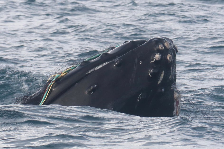 Entangled humpback whale saved from drowning