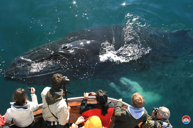 Amazing whale watching season Arctic sea Tours is having