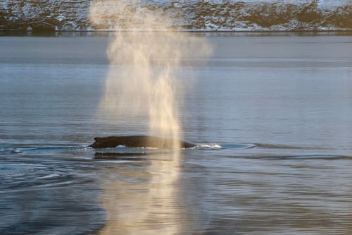 Spout from a humpback whale in Dalvik Eyjafjörður north Iceland