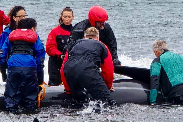 Volunteers and rescue personnel carefully tending to one of the stranded whales, Klara Mist in the middle. Photo: Bjarkey Olsen Gunnarsdóttir
