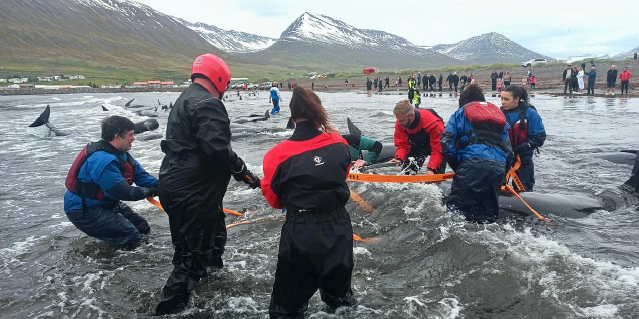 Volunteers and rescue workers in waterproof gear use straps to guide a stranded pilot whale back to sea in Ólafsfjörður, Iceland, with more whales and onlookers visible in the background. Photo Gísli Ingimundarson
