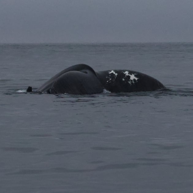 Humpback whale fluke with white patterns