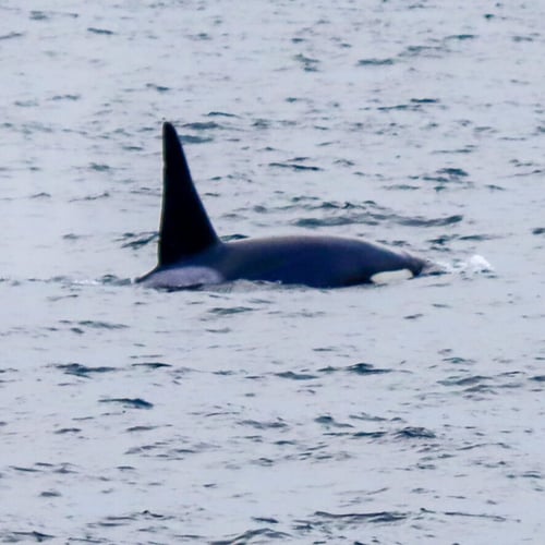 orca in Dalvík Eyjafjörður north Iceland