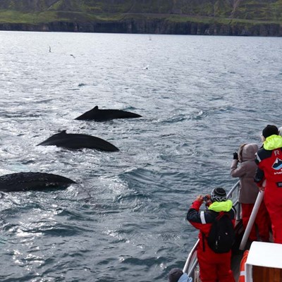 Three whales seen on a whale watching tour in Iceland