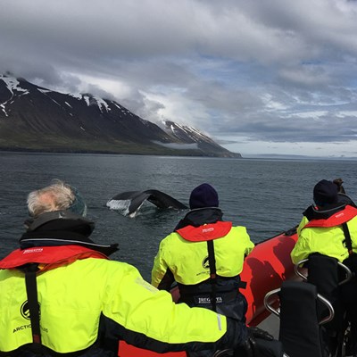 approchez-vous au plus près avec l'excursion d'observation des baleines en bateau semi-rigide